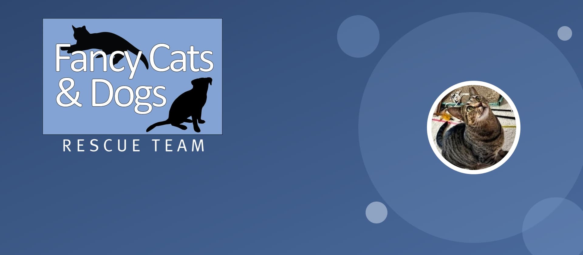 Fancy Cats & Dogs Rescue Team logo beside a photo of Dollface, a tabby cat waiting for adoption